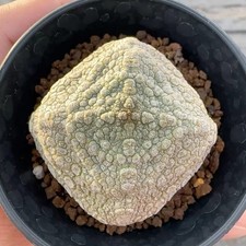 4CM Succulent Cactus Plant
