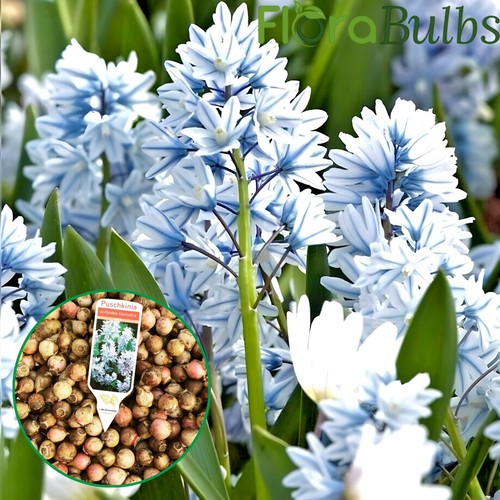 Puschkinia bulbs - 80,