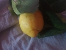 Organic Italian Lemon Tree