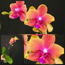 Phalaenopsis "Bronze Buddha"