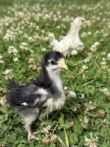Rare breed frizzle - rare,
