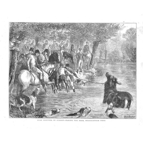 Stag hunting surrey taking - surrey,