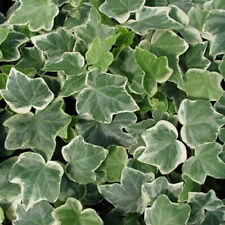 5 X HEDERA WHITE-EDGED TRAILING IVY CLIMBING EVERGREEN PLANT IN POT *NOT PLUGS*