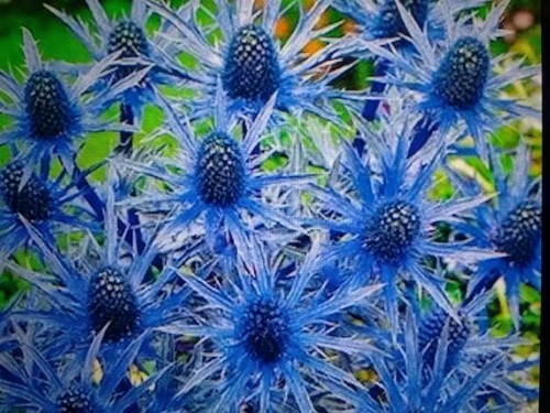 Eryngium planum blue sea - eryngium, (blue