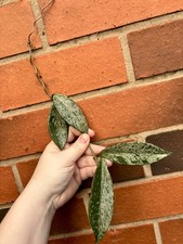 Rare Hoya Pubicalyx Silver