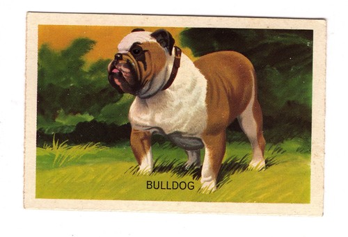 Australian dog trade - dog,