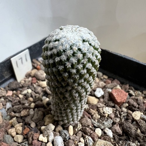 5cm succulent cactus plant - 1-1.5cm,