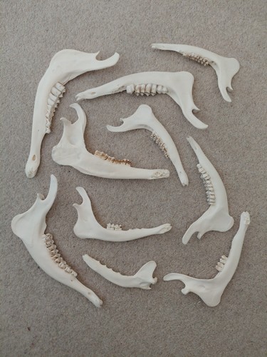 Jaw bones deer - jaw, fox