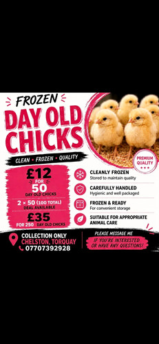 Frozen day old chicks chicken - frozen, day-old