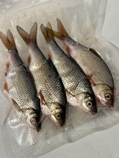 Roach NEW Fresh frozen Pike