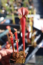 Sarracenia - 🔥🔥 Waccamaw