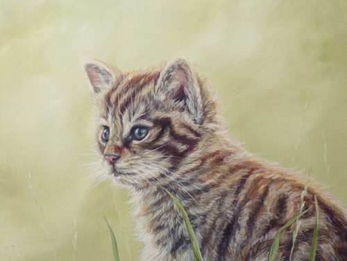 Scottish wildcat original - -,