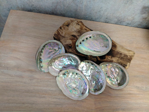 Abalone shell natural large - abalone,