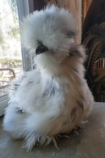 (6) Show Quality Silkie