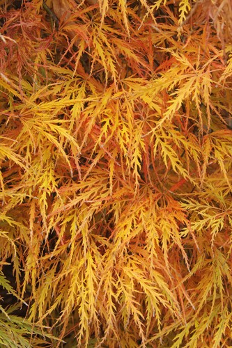 Acer palmatum dissectum cut - acer,