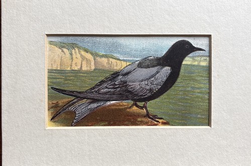Antique black tern - antique,