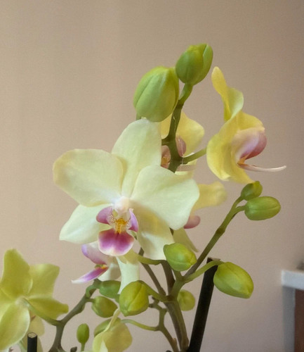 Phalaenopsis orchid plant - plant, fs