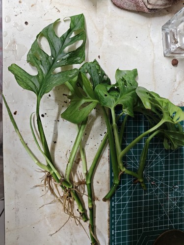 Variegated monstera adansonii - variegated,