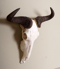 Beautiful wildebeest horns Wildebeest horns