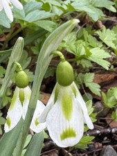 Galanthus ‘Philippe Andre