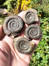 Dactylioceras sp ammonites - 4,