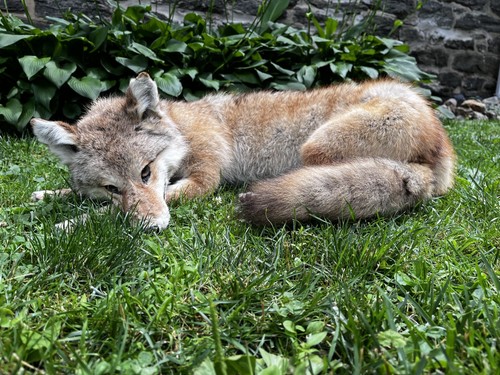 Soft mount taxidermy - soft,
