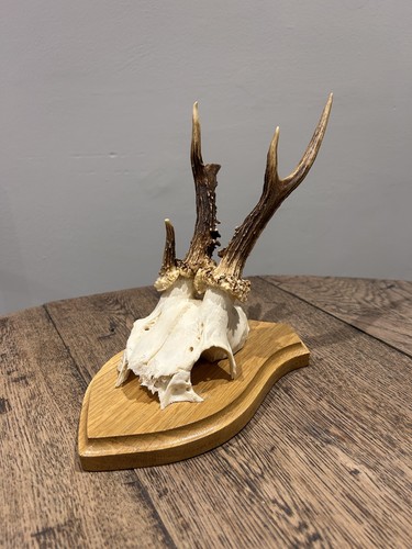 Taxidermy abnormal deformed - taxidermy,