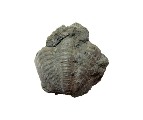 Pennsylvanian trilobite fossil - pennsylvanian,