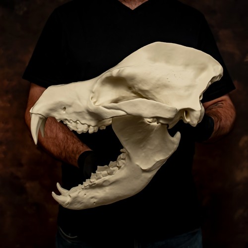 Prehistoric bear dog - bear, skull