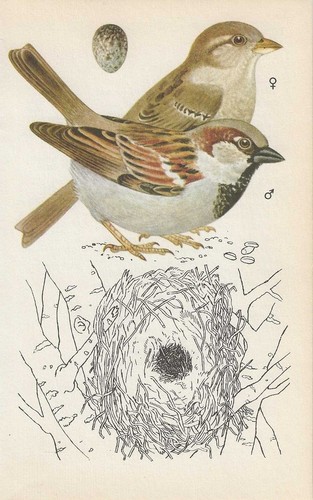 Vintage bird print - ,, book