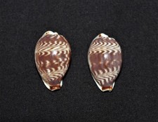 PAIR of 'Dawn Cowrie'