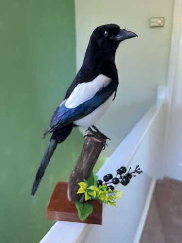 Taxidermy magpie this not - magpie, ,this