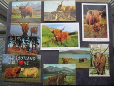 10 POSTCARDS OF HIGHLAND CATTLE, SCOTLAND, HIGHLAND COW AND CALF