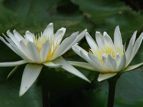 Nymphaea gladstoniana water - nymphaea,