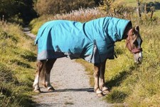 Outdoor Winter Turnout Horse