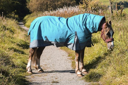 Outdoor winter turnout horse - outdoor,