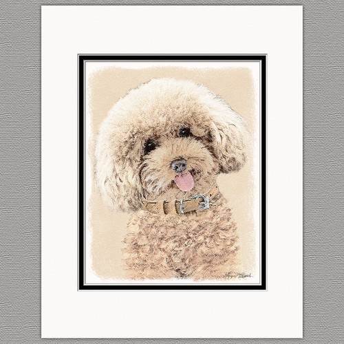Poodle toy miniature apricot - poodle,