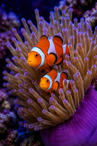 Clownfish poster print wild - poster,