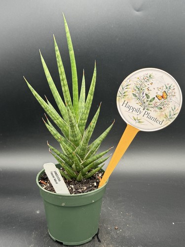Sansevieria francisii - sansevieria,