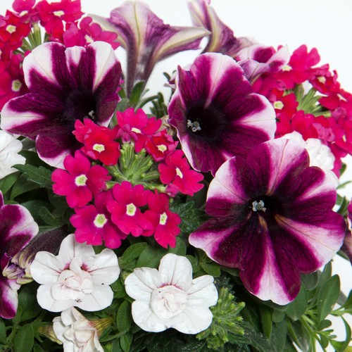Trio amarena cream outdoor - trio,