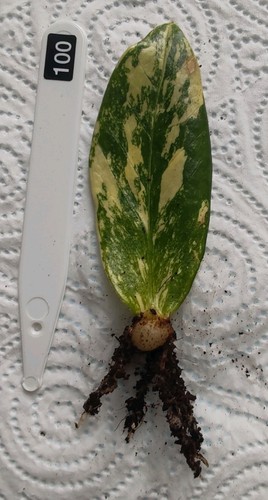 Zamioculcas zamiifolia - zamioculcas,