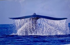 Blue Whale  Photography Tom Way fine art wildlife Photographer