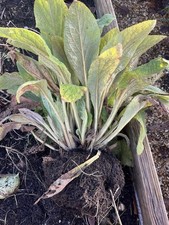 Foxgloves Perennial Clump Of
