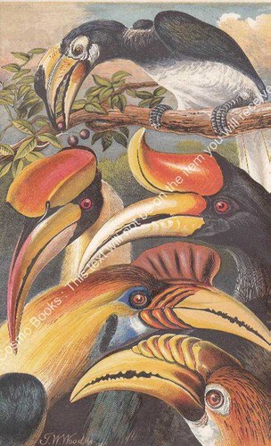 The hornbill bird or - the,