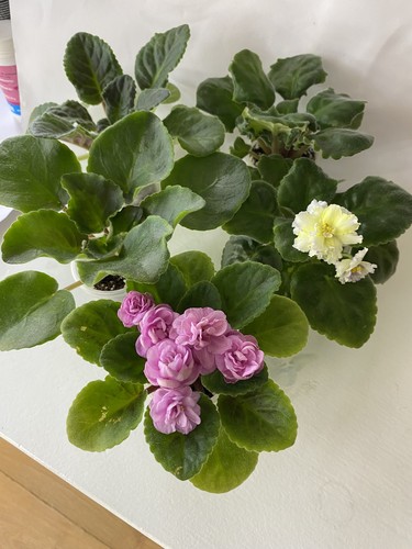 Set young plants - young,