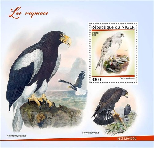 Birds prey sea eagle falcon - of,