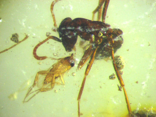 Pliocene amber kenya - pliocene,