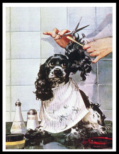 Cocker spaniel being - cocker, groomed