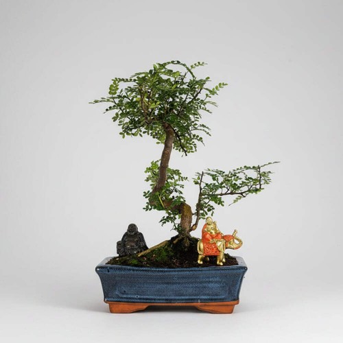 Chinese pepper zanthoxylum - chinese,