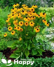Rudbeckia 'Goldsturm' – 100 Seeds – The Best Black-Eyed Susan for Your Garden